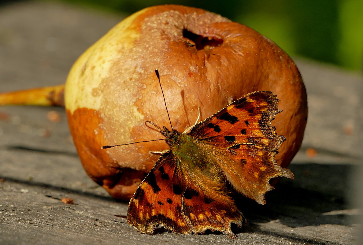 опять про бабочек 39 - Александр Прокудин