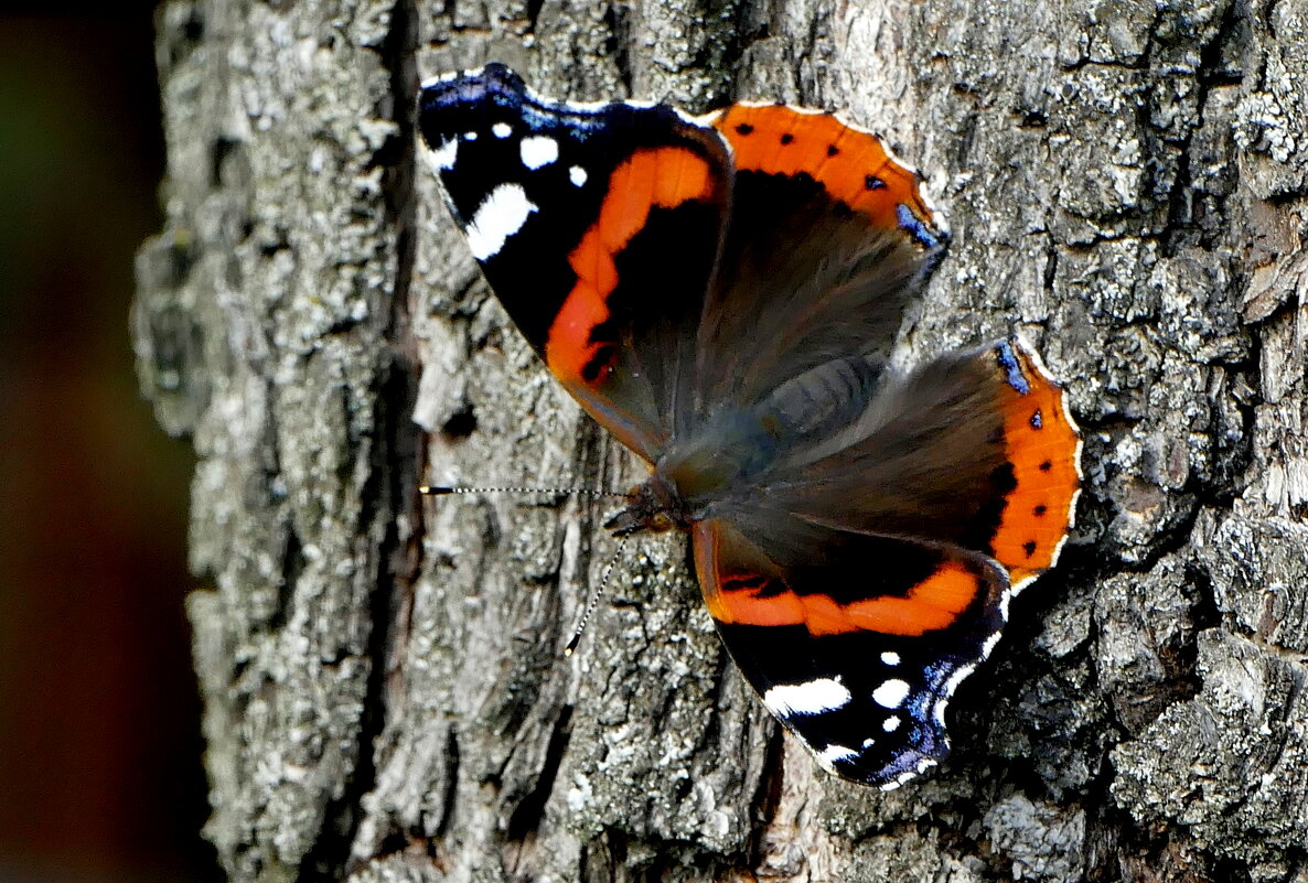 опять про бабочек 40 - Александр Прокудин