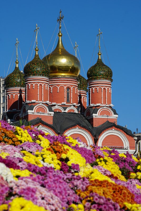 В парке «Зарядье» в сентябре-октябре цветут пышные поляны хризантем - александр 