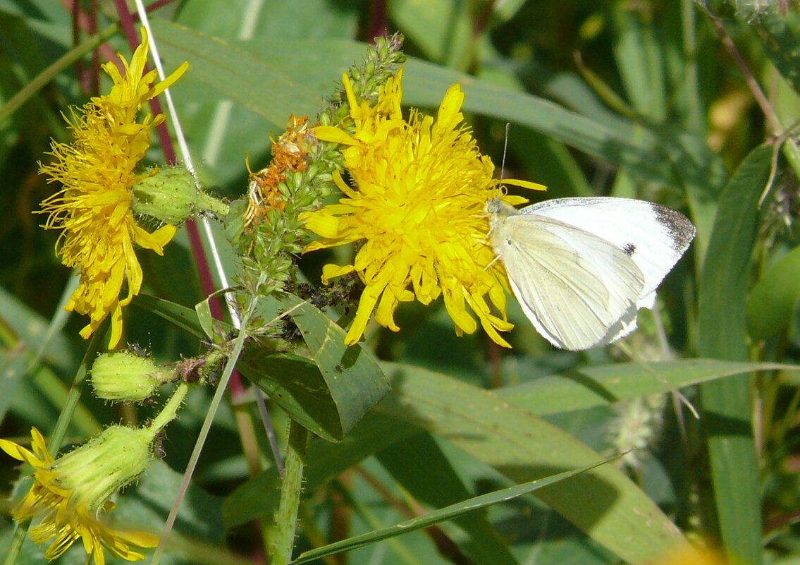 Беляночка - Елена Елена