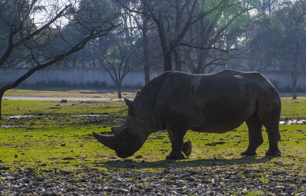 грациозно мимо нас... - Осень 