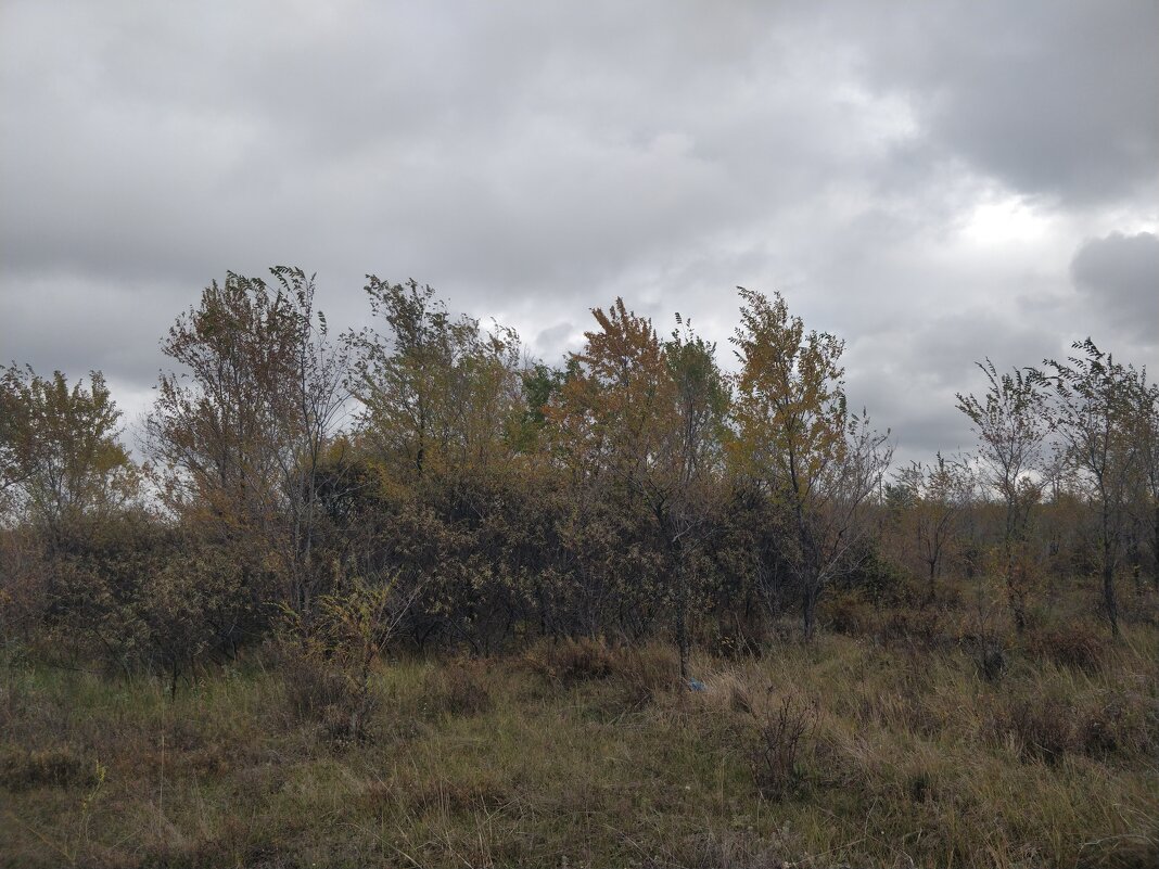 Осень,в леске... - Андрей Хлопонин