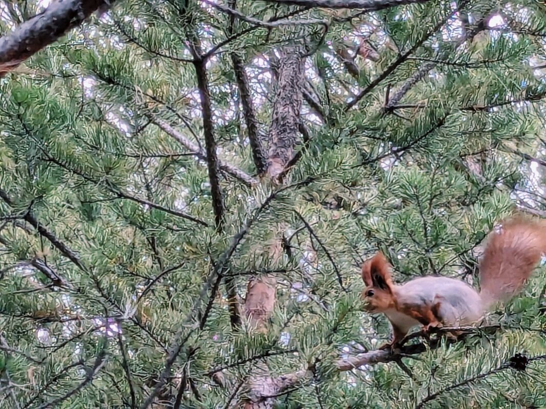 Белка. - Георгиевич 