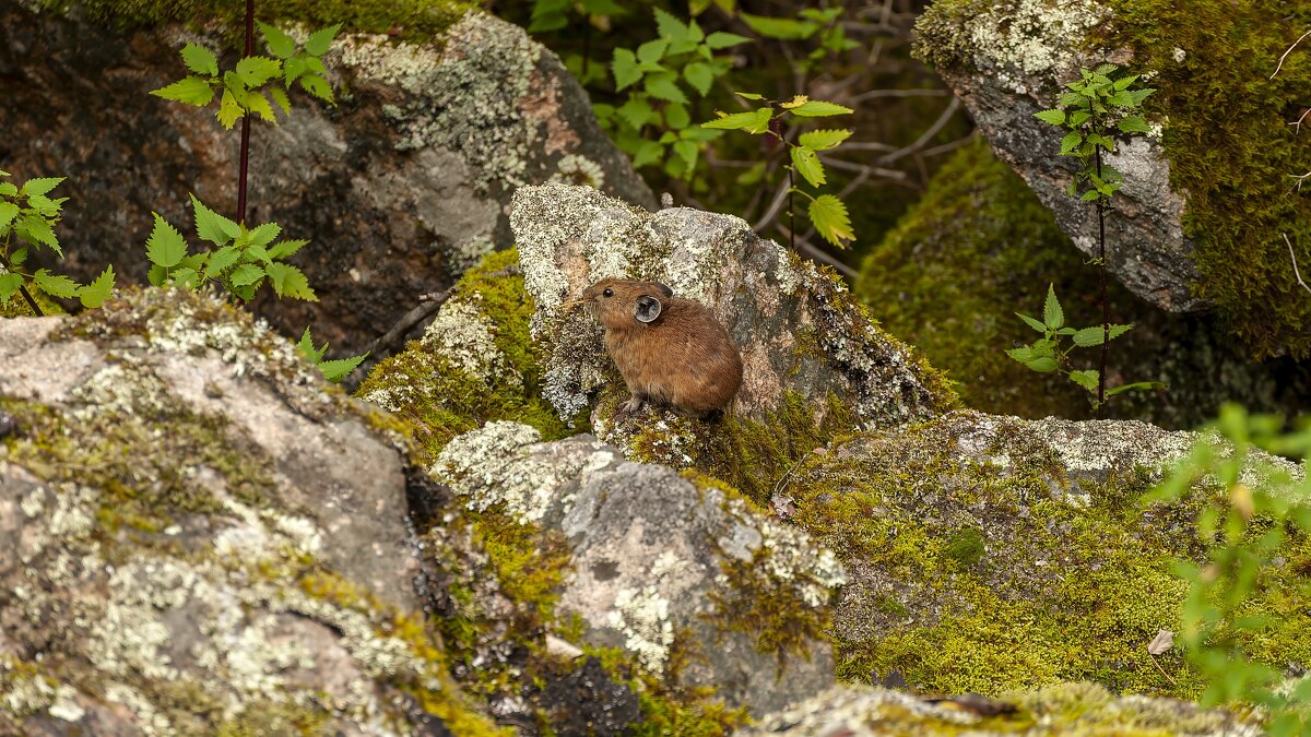 День защиты животных ежегодно отмечают во всем мире 4 октября. - Вадим Басов