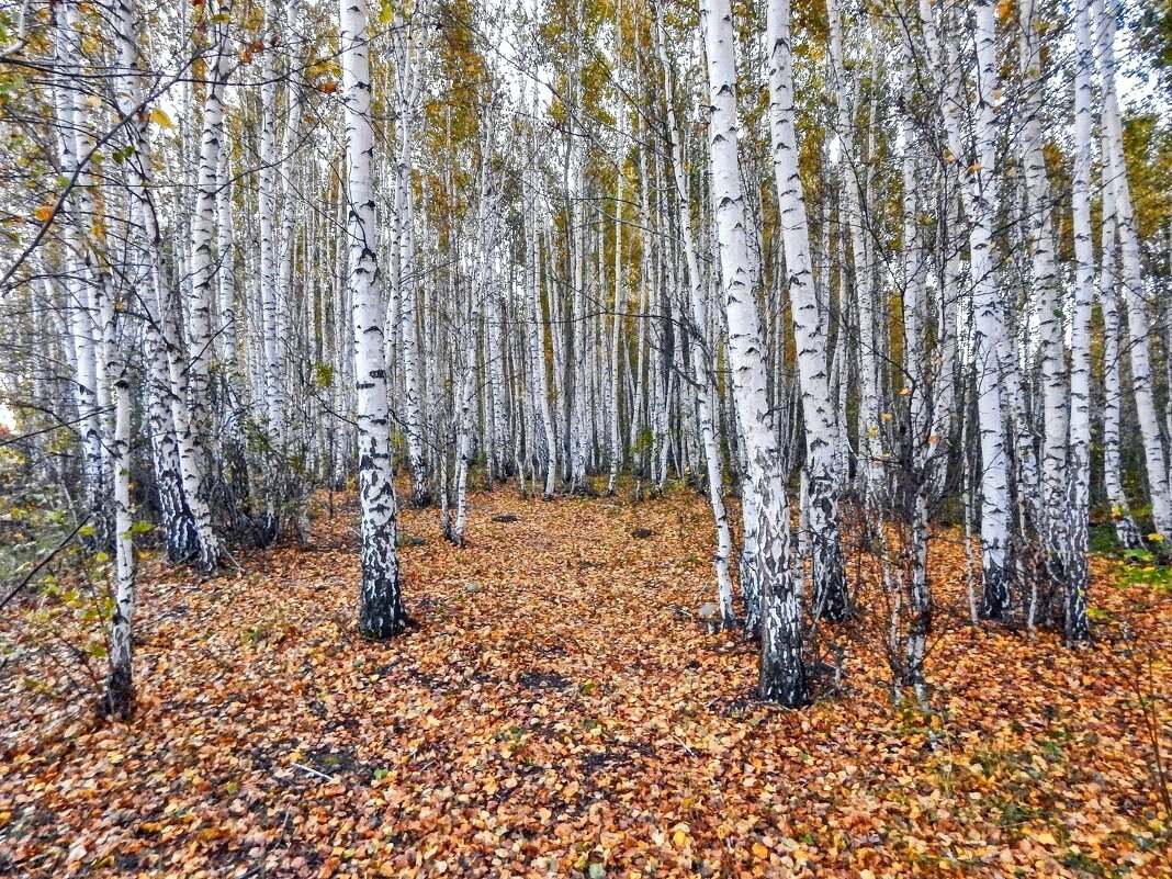 Расстилает ковры свои, Осень! - Елена Хайдукова  ( Elena Fly )