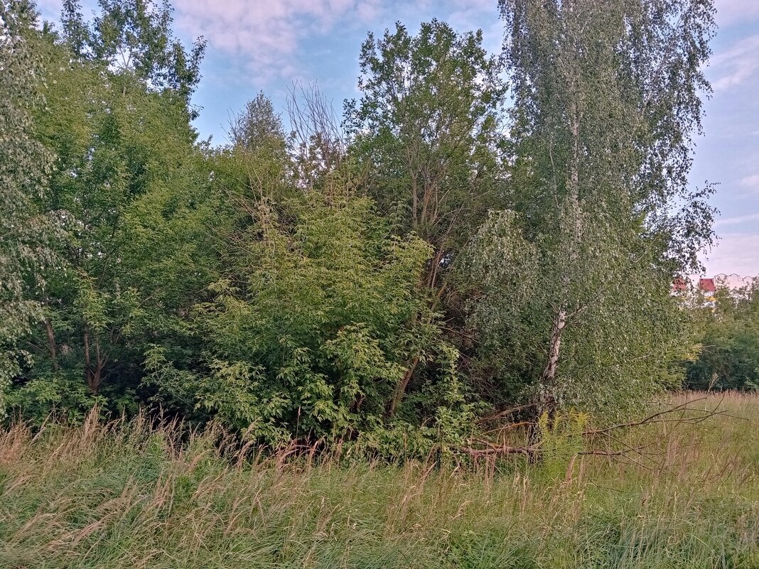 Август. - Владимир Драгунский