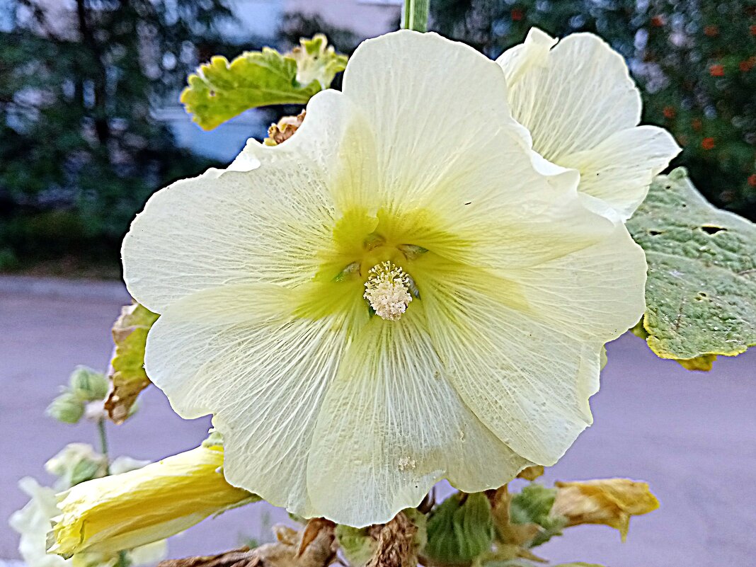 Цветы. - Владимир Драгунский