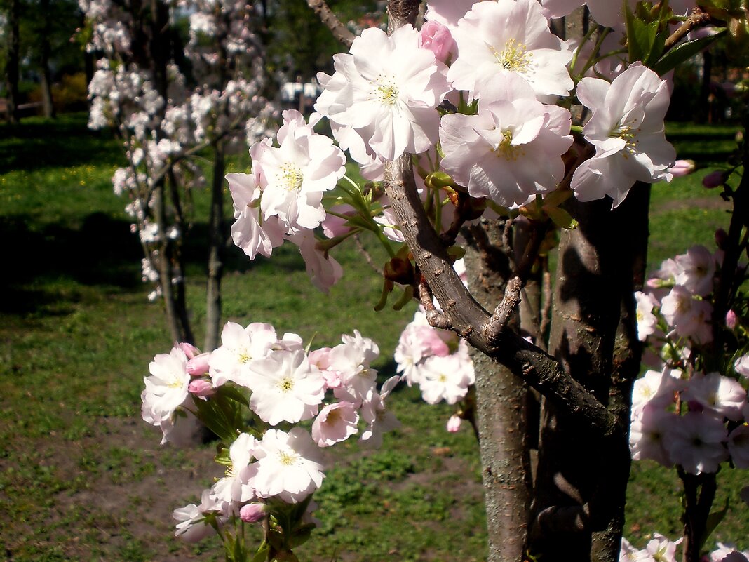 Растительный мир - Роман Савоцкий