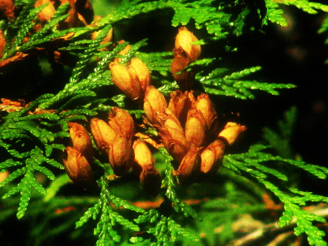 Поспели - Людмила Смородинская