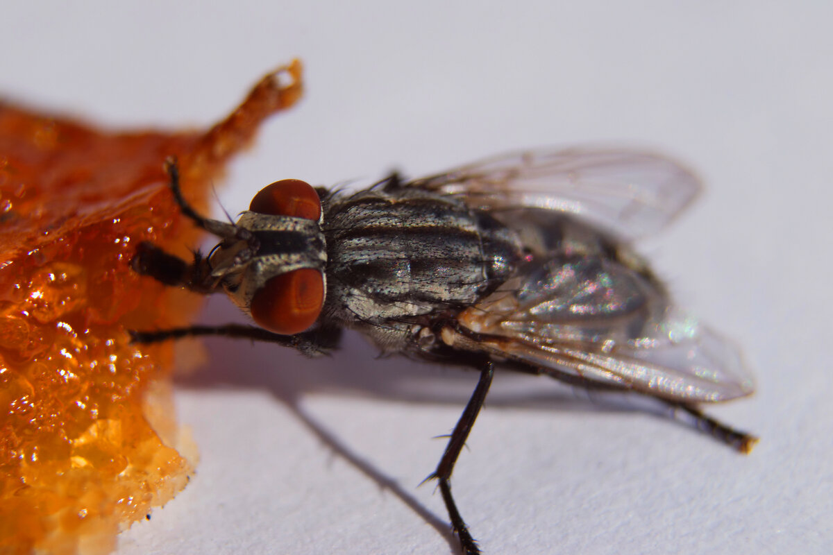 Муха кушает варенье - Александр Лычагин Муха кушает варенье - Александр Лычагин