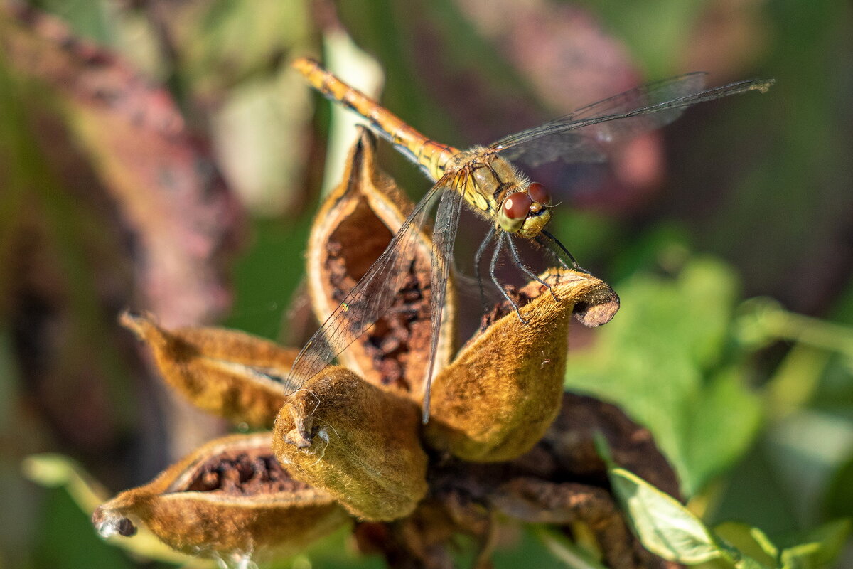 Посадка. - Анатолий. Chesnavik.