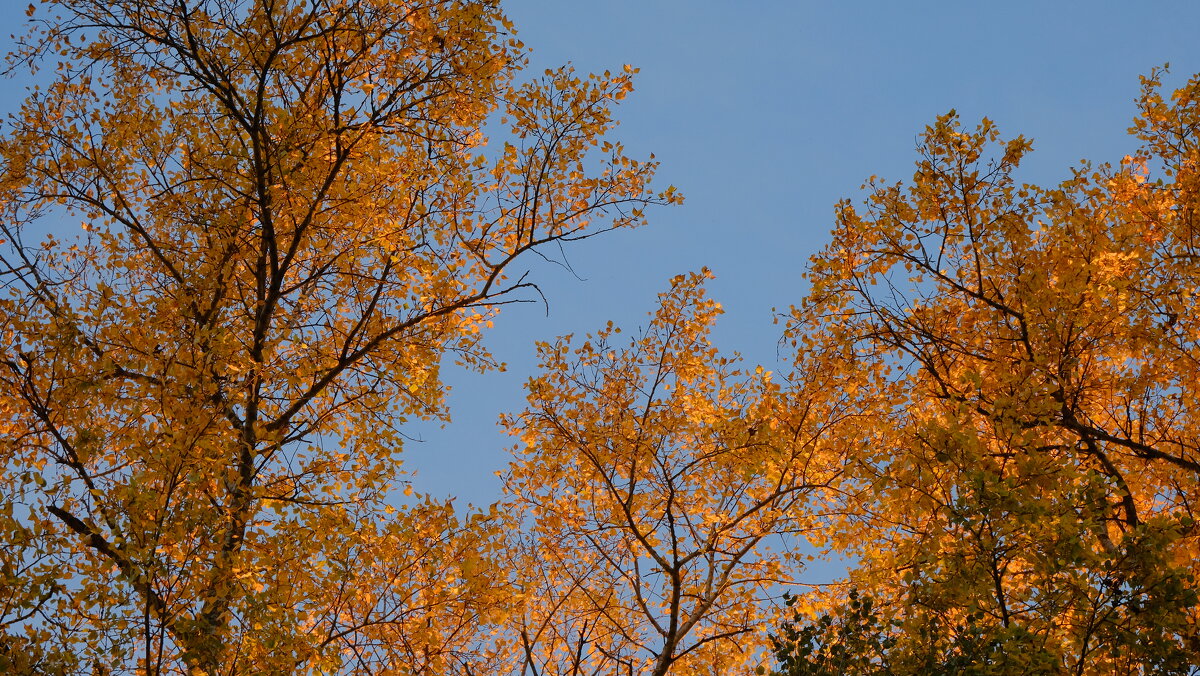 Золотые тополя - Олег Зоркий