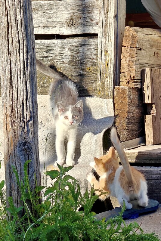 Котята деревенские - Надежда 