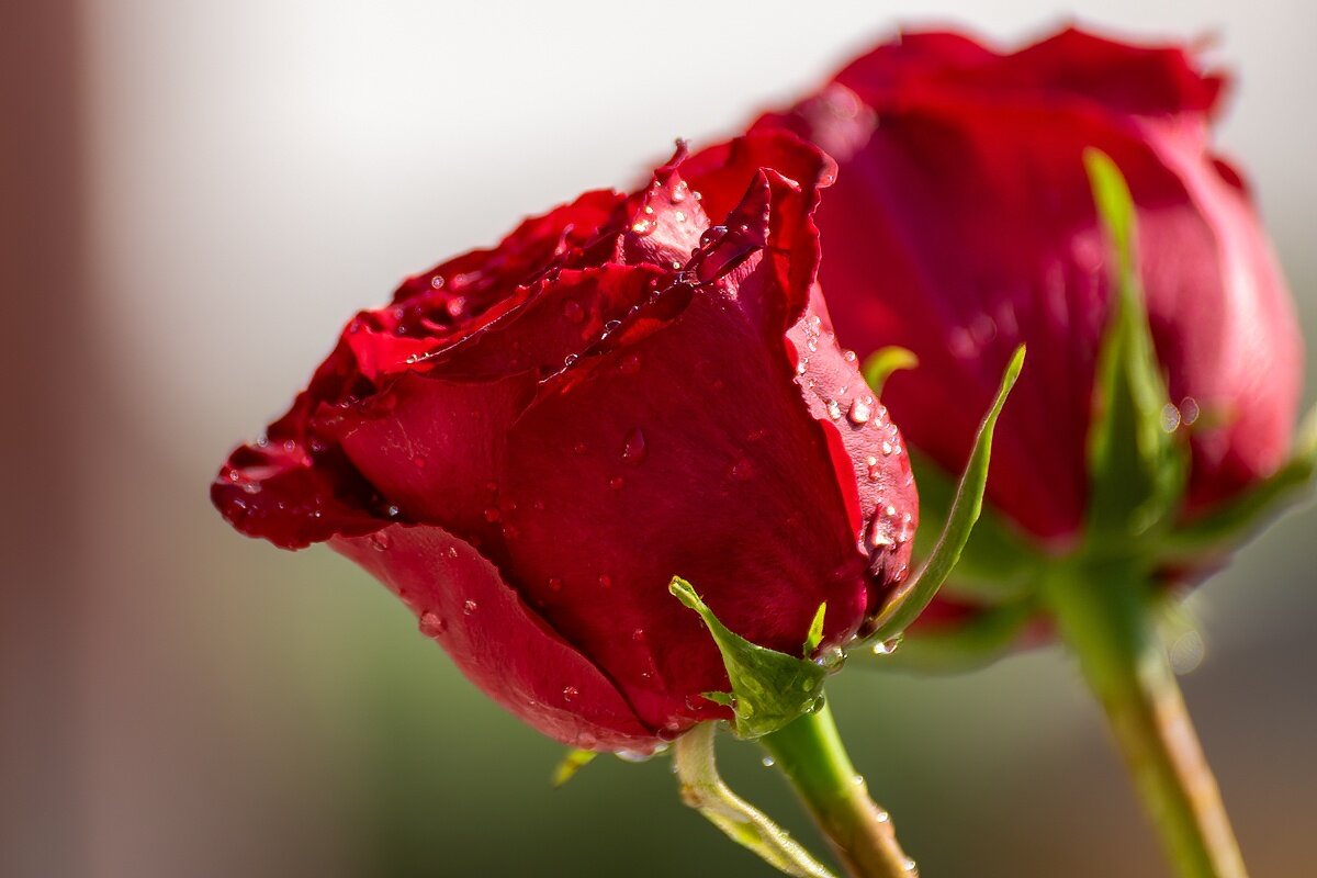 Розы - Игорь Сикорский