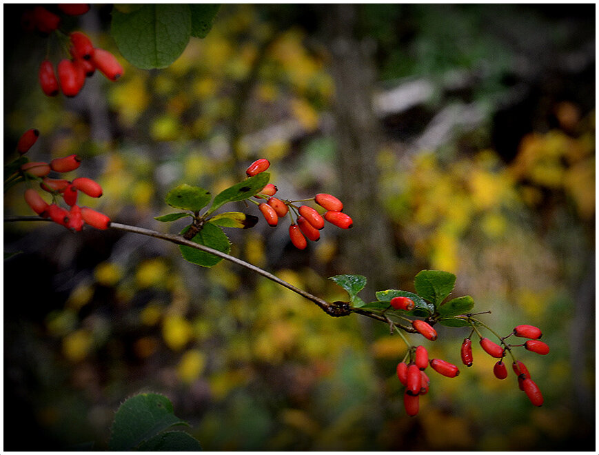 С барбарисом... - Aleksandr Gal