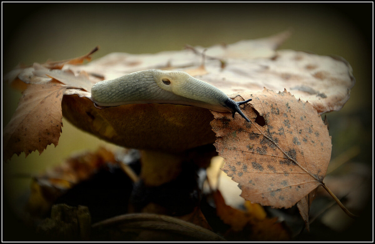 и стол и дом... - Aleksandr Gal