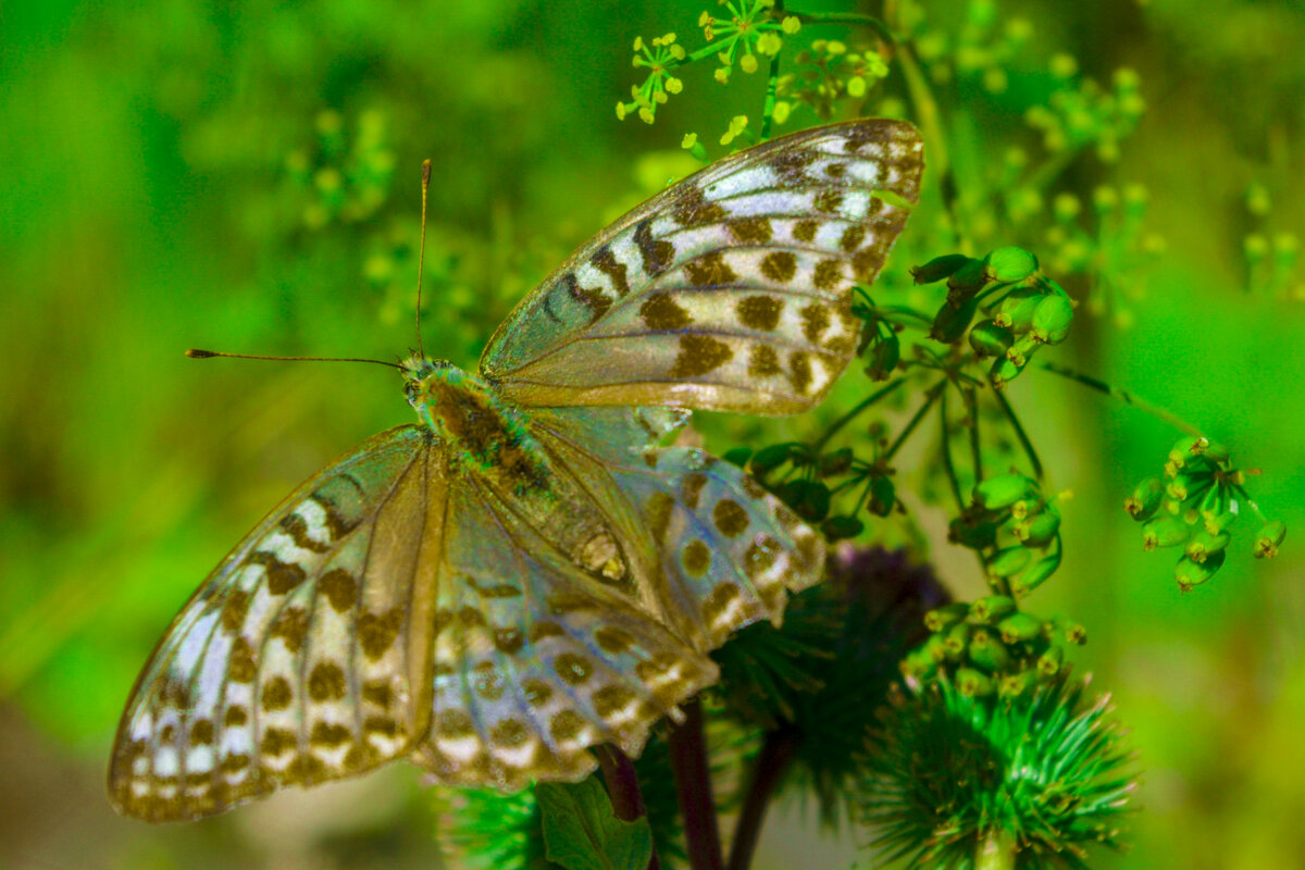 Бабочка МАЯ - Владимир Максимов