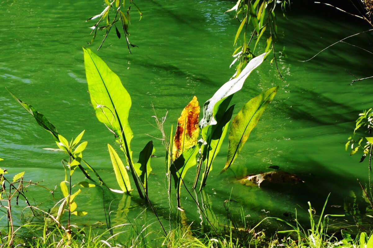 Сентябрьский этюд - Рита Симонова