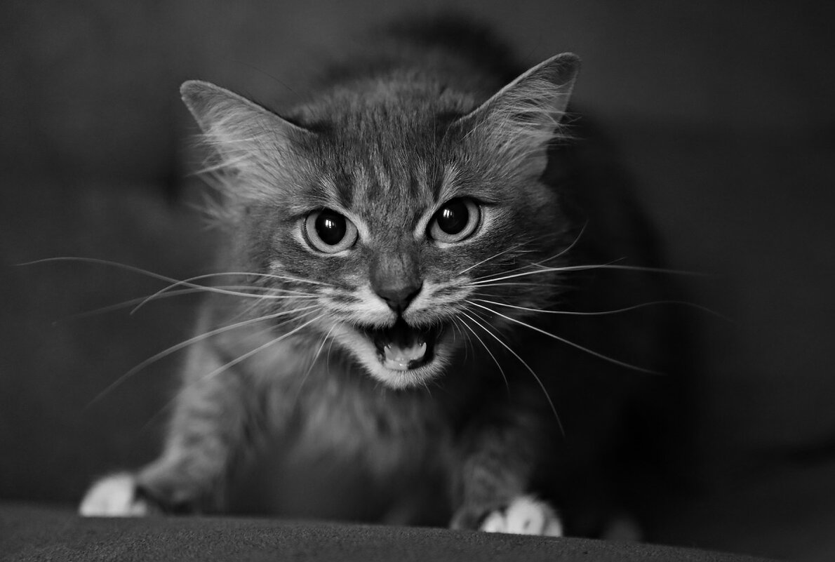 Страшнее кошки зверя нет!!! - Ирина С