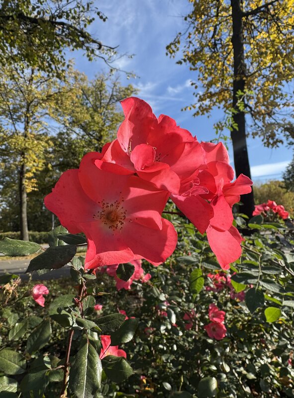 яркие краски - Анна Камс