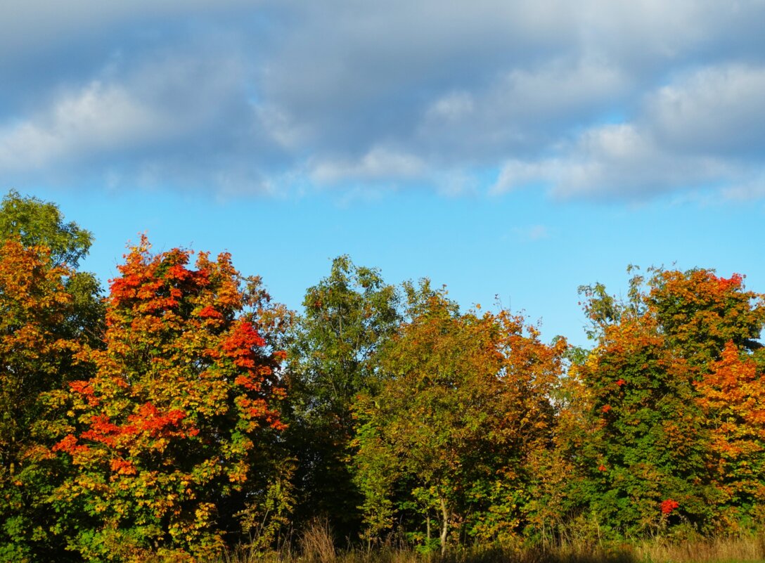 Осенние краски - Aida10 
