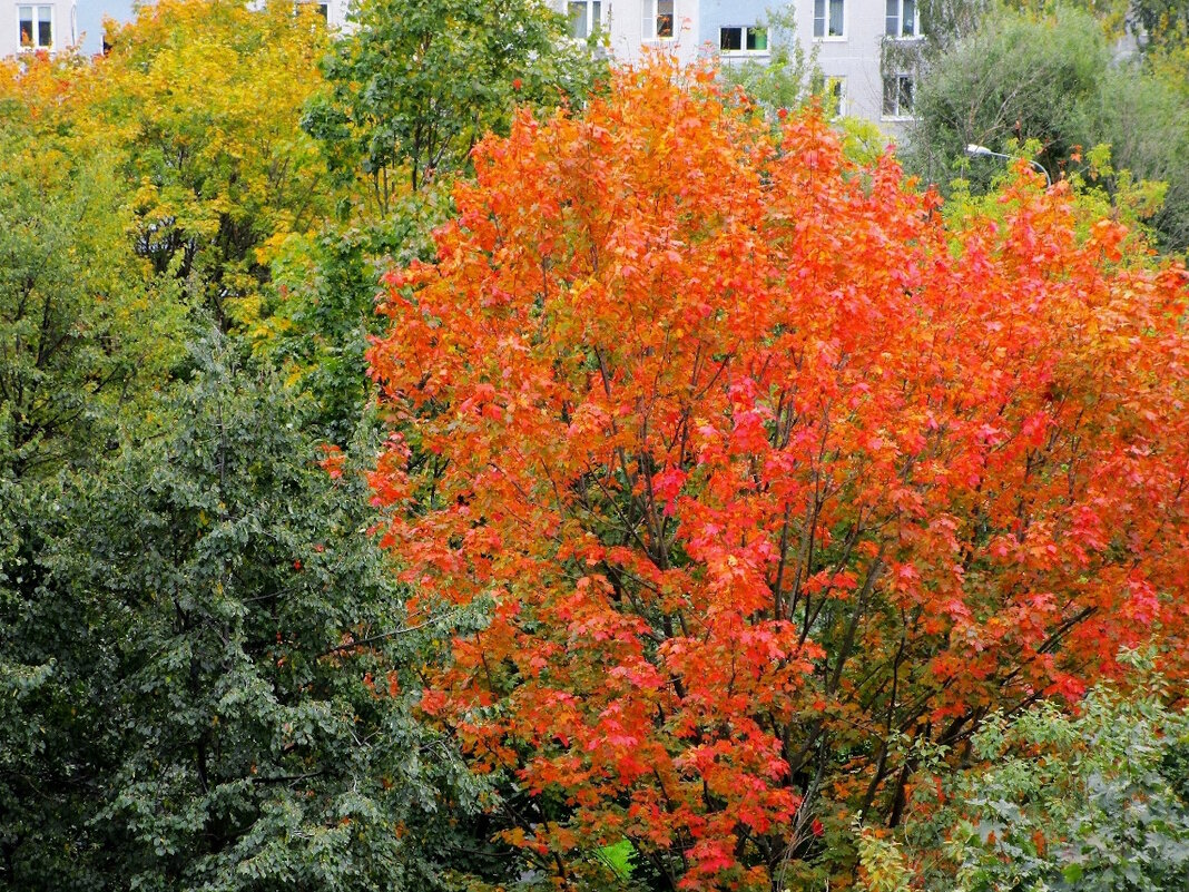 Багрянец осени - Ольга Довженко