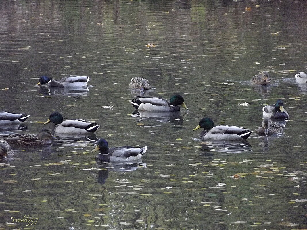 Большая семья - Freddy 97 Большая семья - Freddy 97