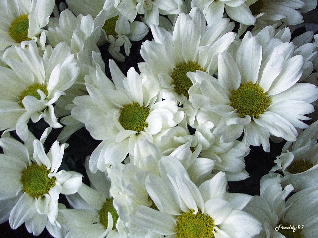 Хризантемы - Freddy 97