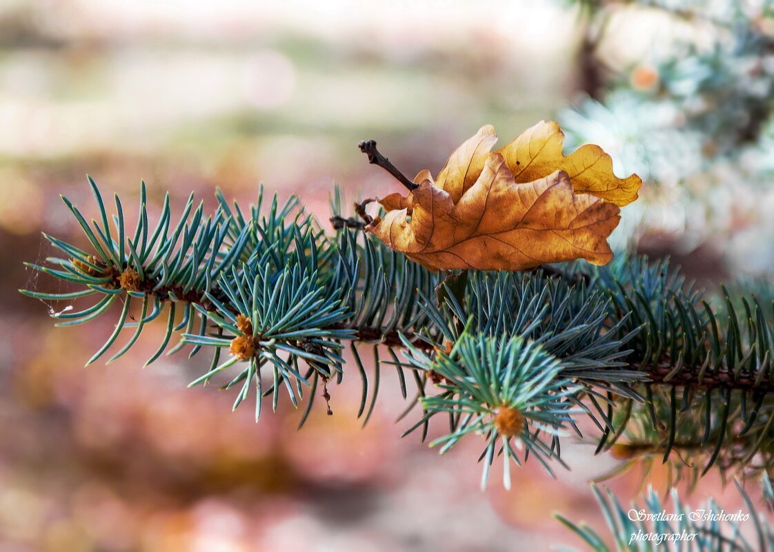 Осенние краски - Светлана Ищенко