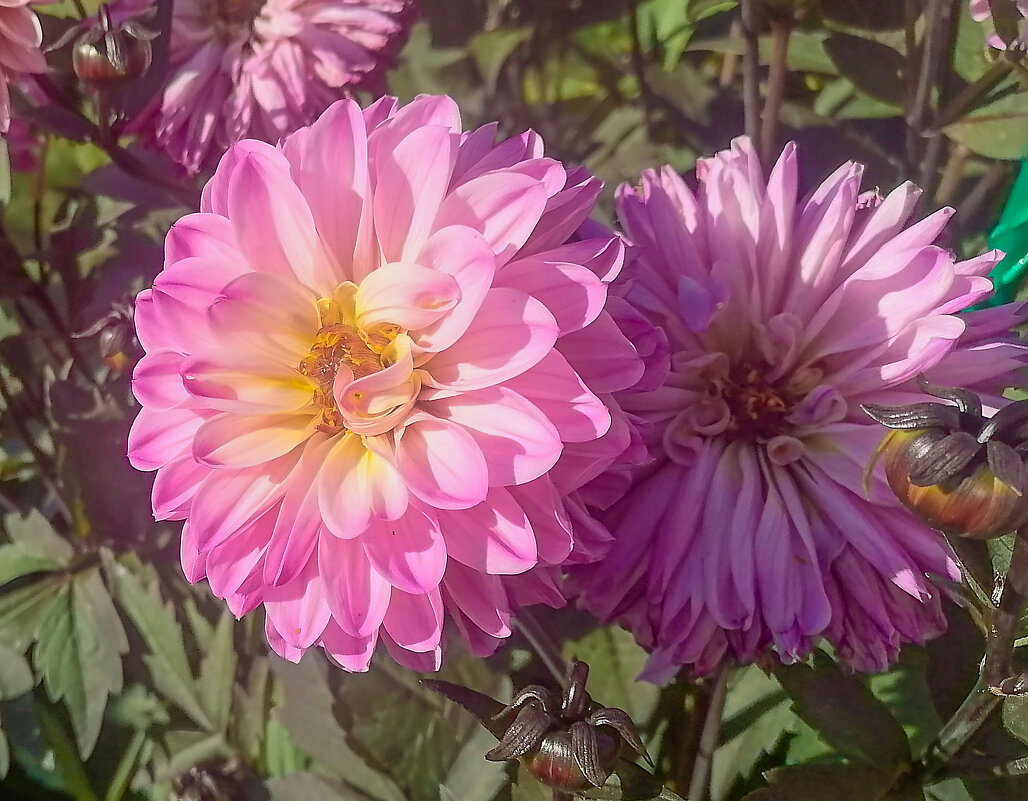 Цветы осени. - юрий Амосов