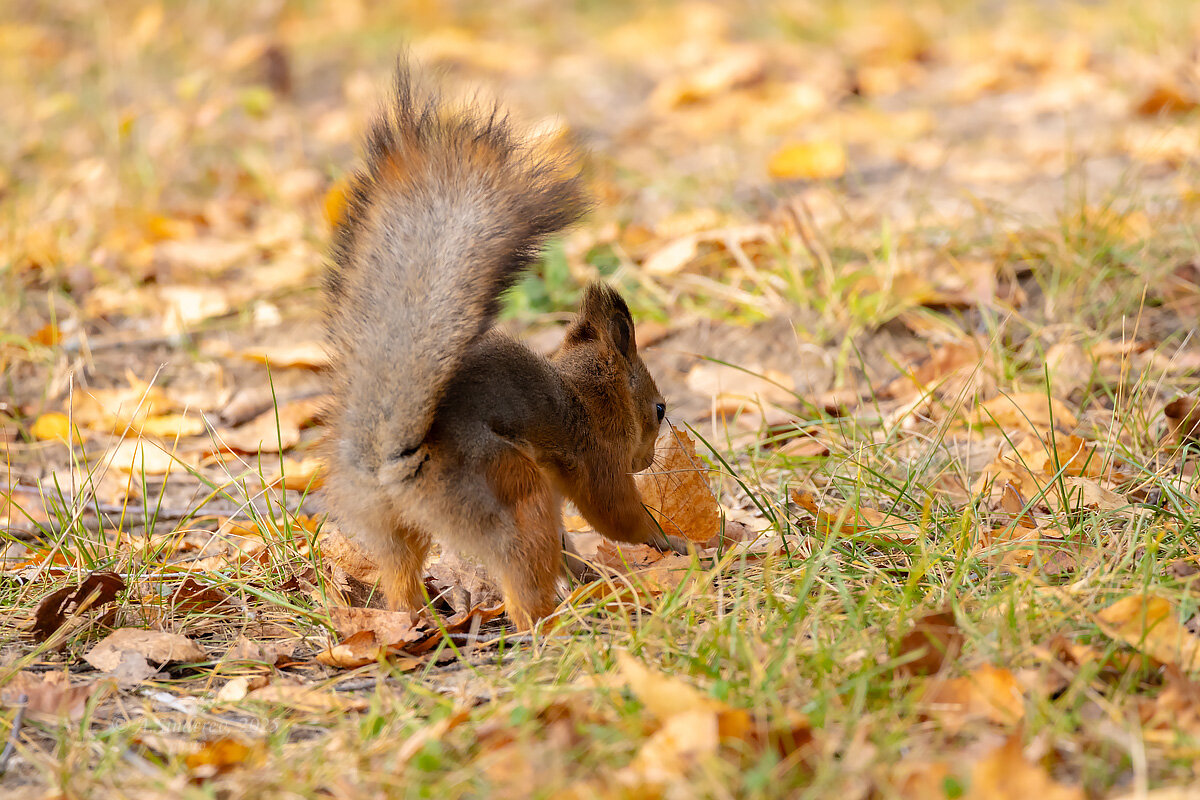 Белка осенью - Александр Синдерёв