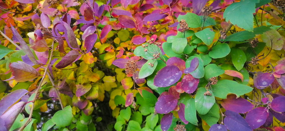 Осеннее пано. - юрий Амосов