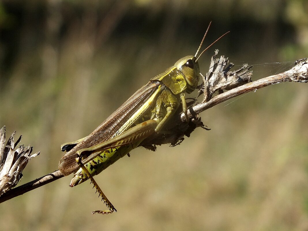 *** - Зоя Мишина