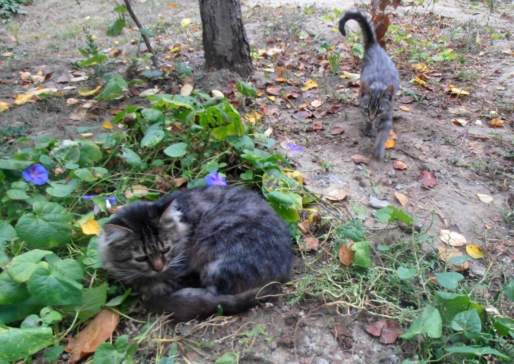 Старая история... ) - Наталья 