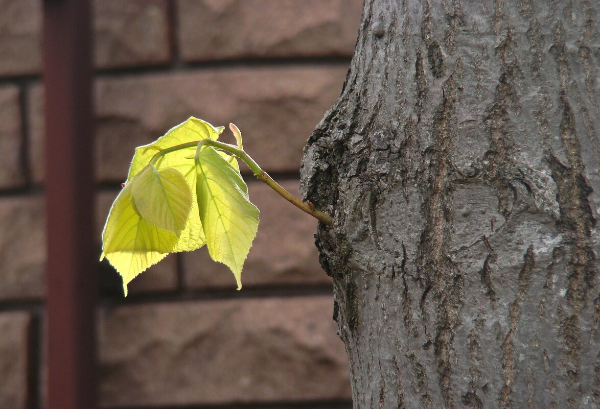 "Будет апрель!" Ю.Левитанский - Syntaxist (Светлана)
