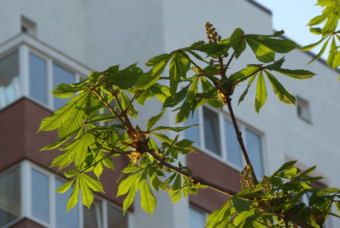 "Будет апрель!" Ю.Левитанский - Syntaxist (Светлана)