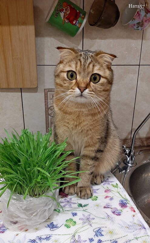 Масянька - Ната57 Наталья Мамедова Масянька - Ната57 Наталья Мамедова