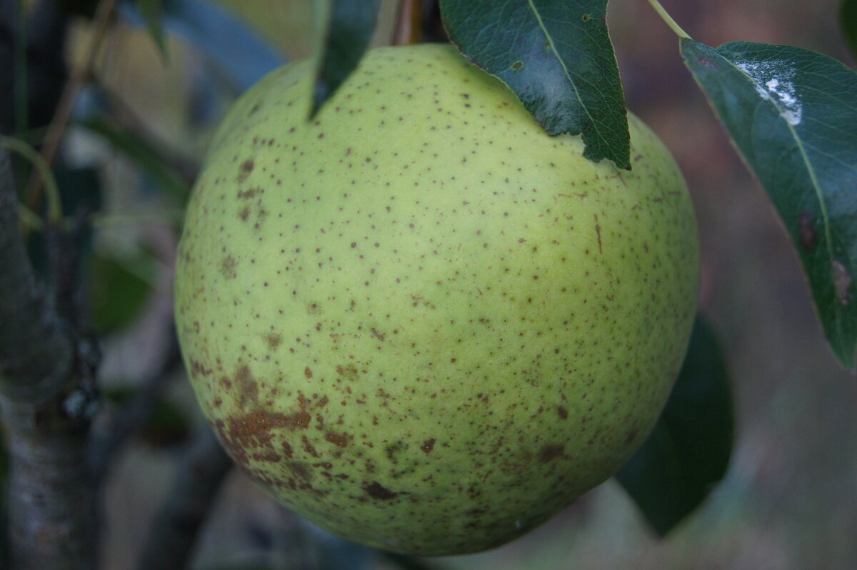 Груша золотоворотская - Глеб 