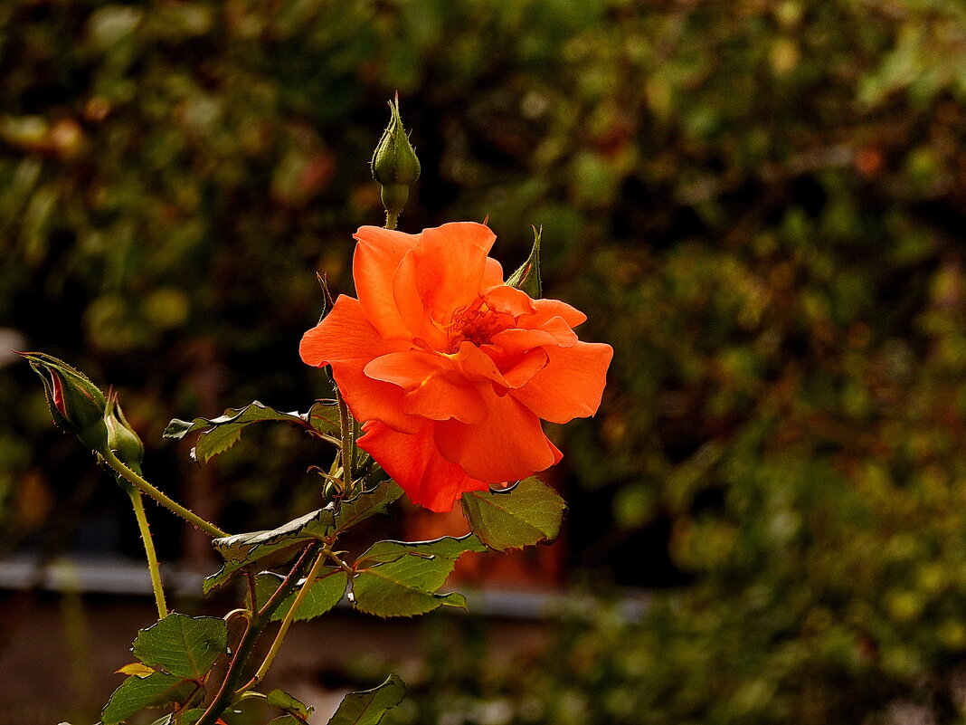 ******** - ИННА ПОРОХОВА