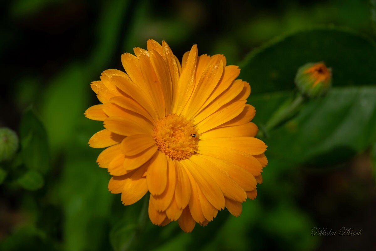 Про календулу... - Николай Гирш