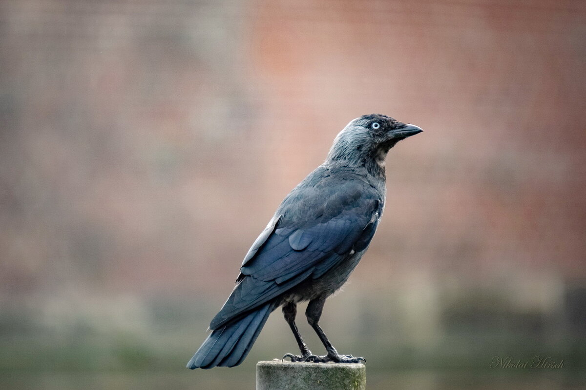 На пьедестале... - Николай Гирш На пьедестале... - Николай Гирш
