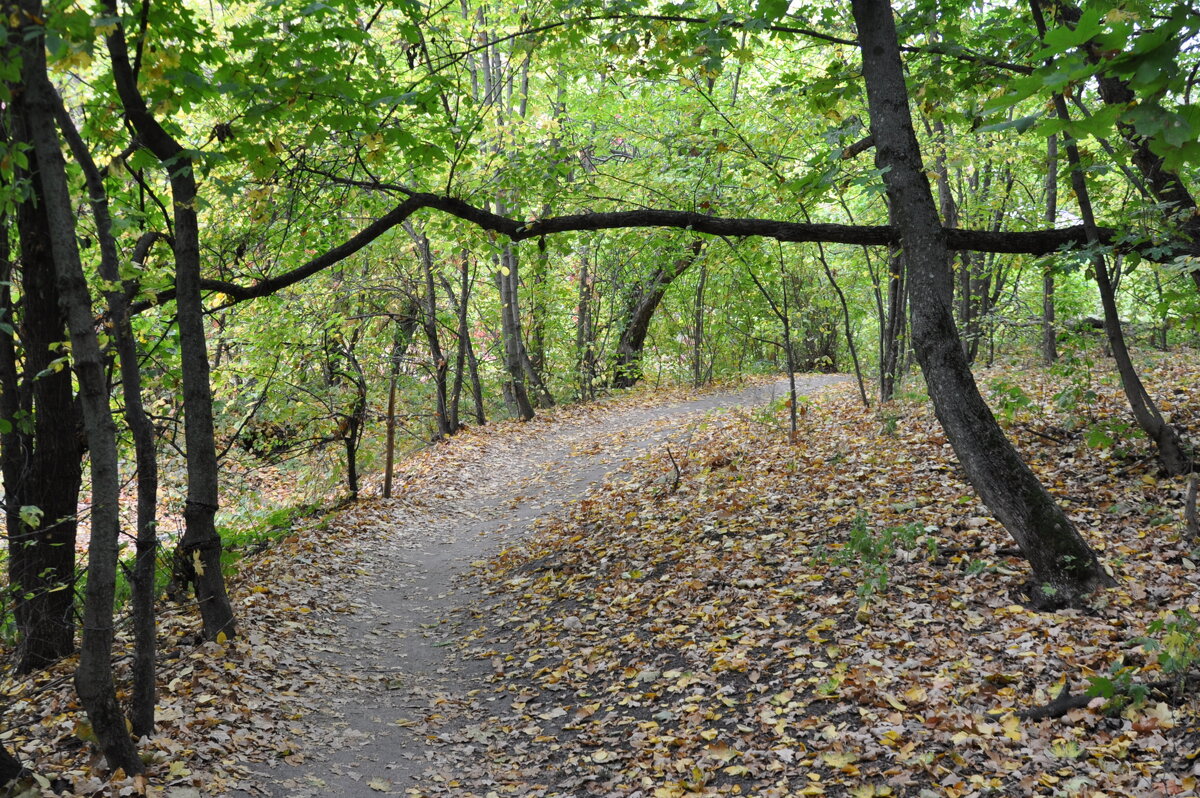 Шлагбаум - Татьяна Машошина