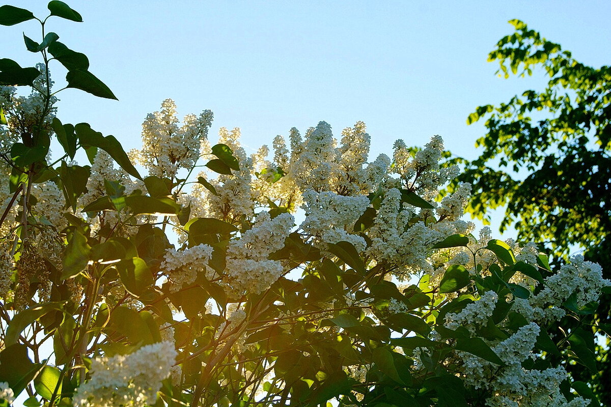 Весна... Белая сирень... - Игорь Тельцов