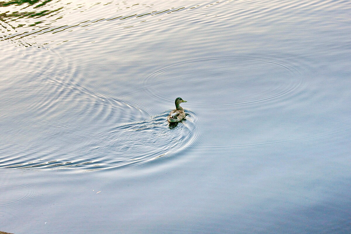 Одинокая уточка... - Игорь Тельцов