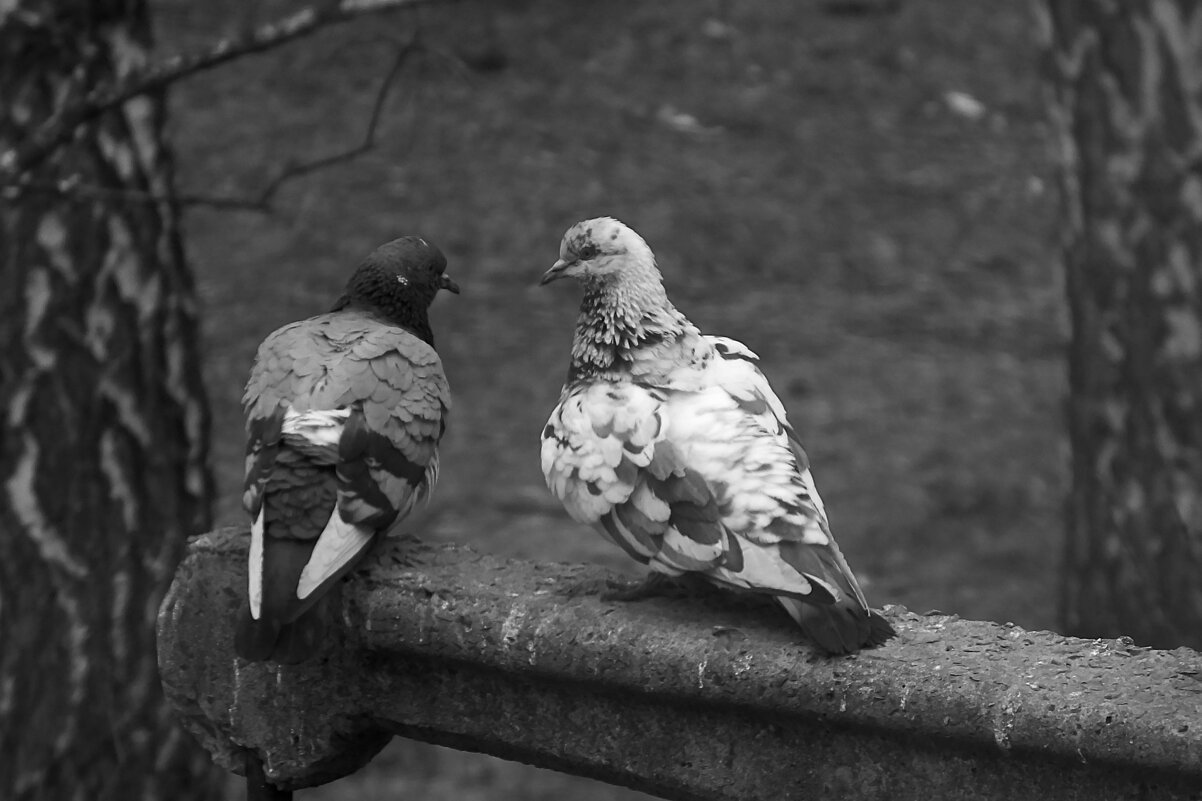 *** - Сергей Сергеев