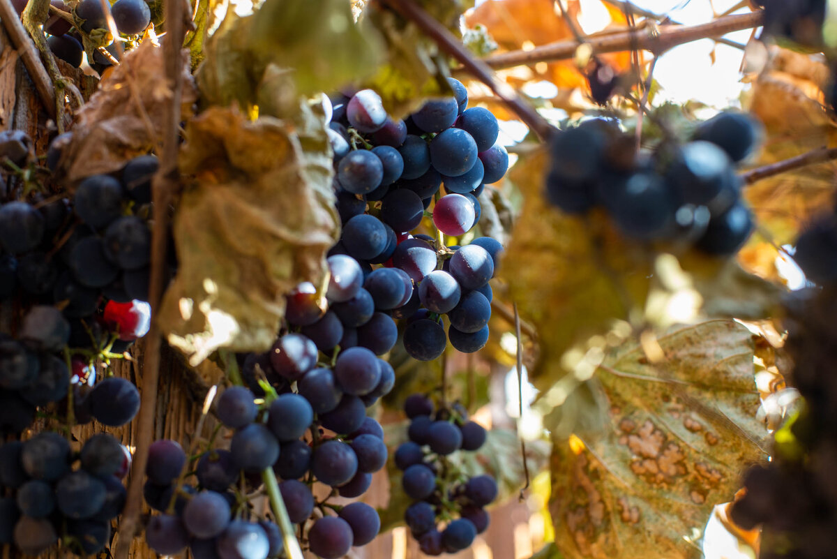 Виноград - Владимир Иванович