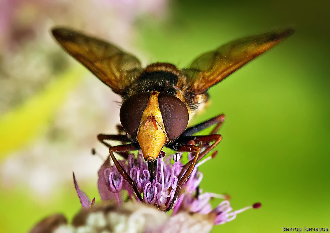 гость цветка - Laryan1 гость цветка - Laryan1