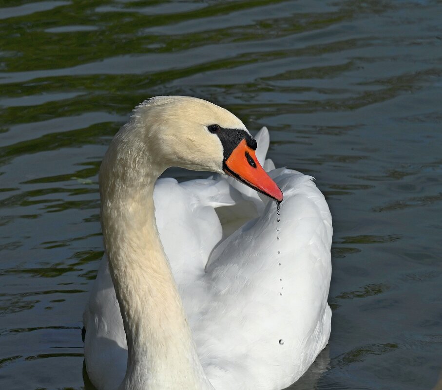 Доверчивость - Александр Орлов
