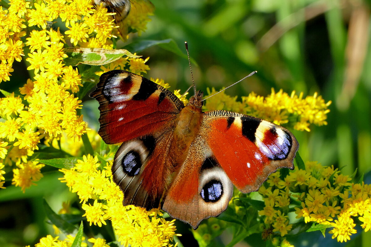 опять про бабочек 42 - Александр Прокудин