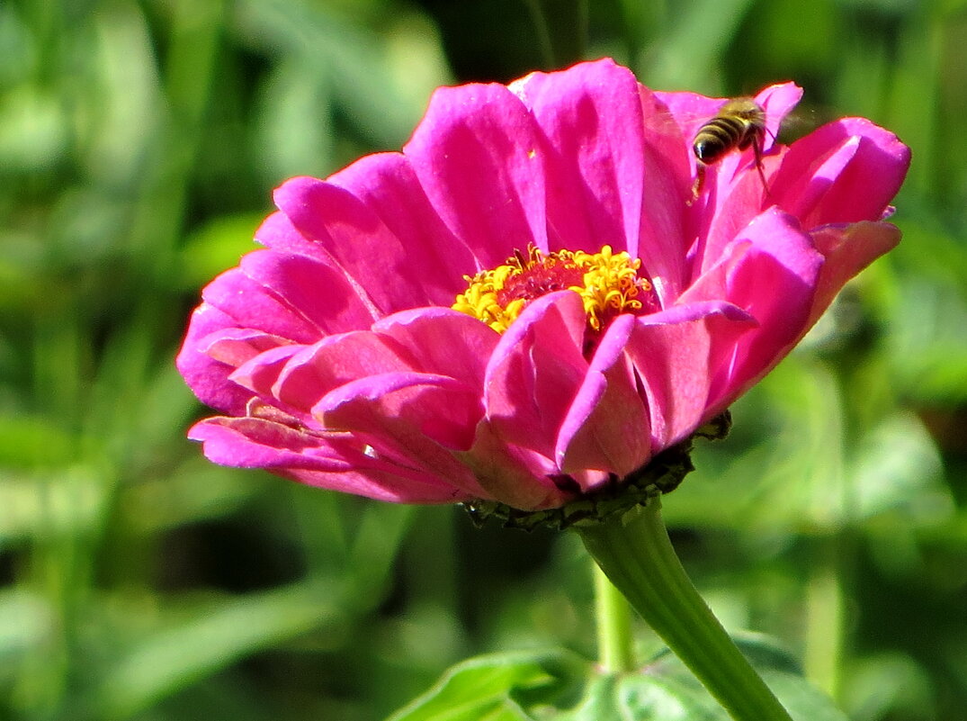 Майор с улетающей пчелой - Александр Чеботарь